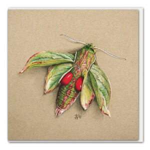 Klappkarte Großer Dirndlschwärmer