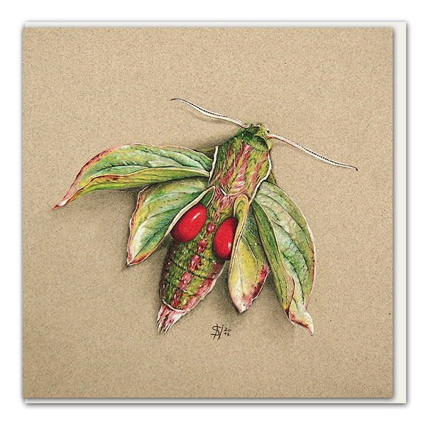 Klappkarte Großer Dirndlschwärmer