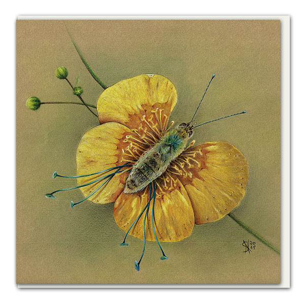 Klappkarte Hahnenfuss-Gelbling