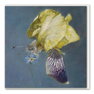 Klappkarte Metamorphose