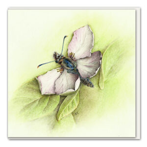 Klappkarte Wolliger Rosenfalter